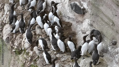 Breeding colony of common murres / common guillemots (Uria aalge) nesting on rock ledges in sea cliff face, Scotland, UK photo