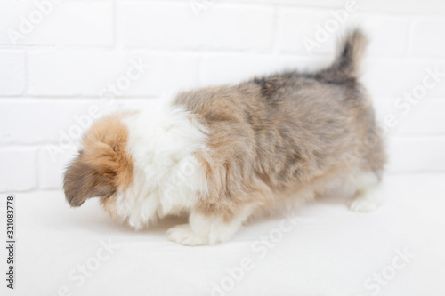 Cute Puppy Welsh Corgi Pembroke on white background. Portrait of Beautiful small puppy dog close up.
