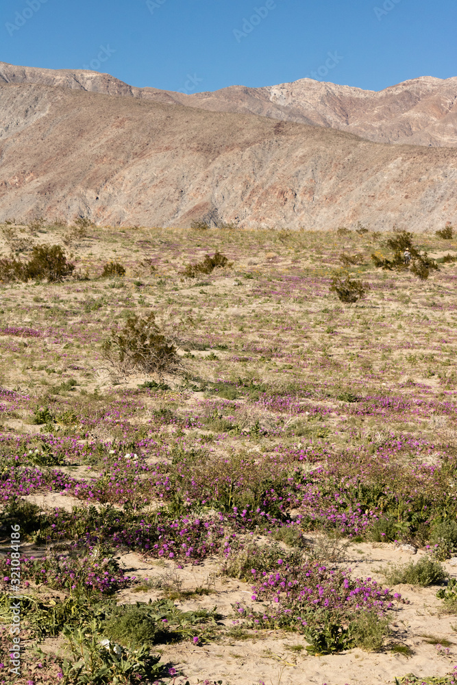 Desert wildflowers in the vertical desert landscape 