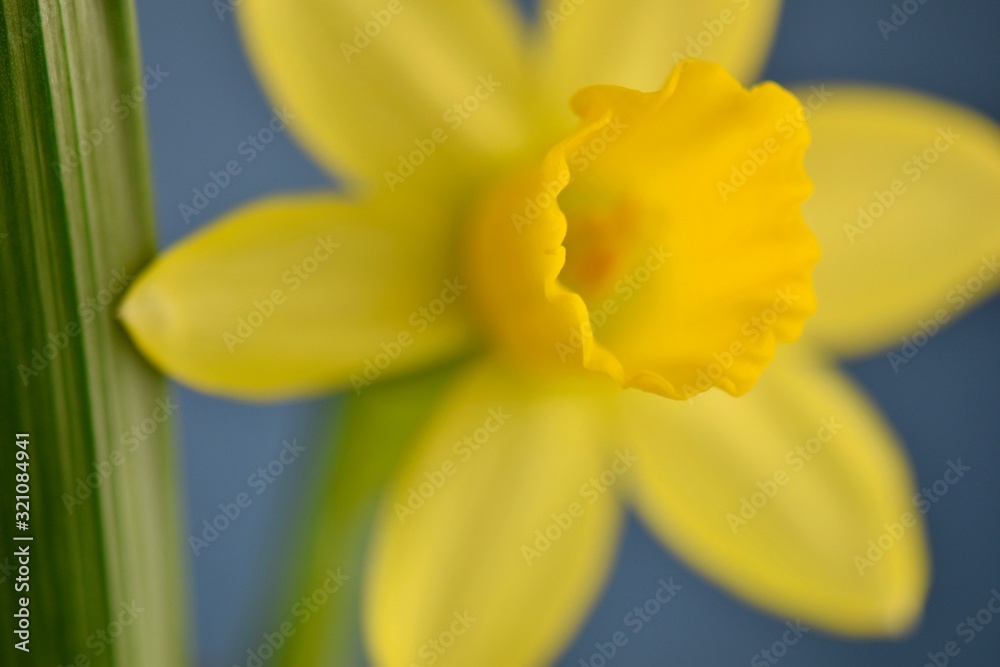 yellow daffodil on a blue background yellow daffodil on a blue background
