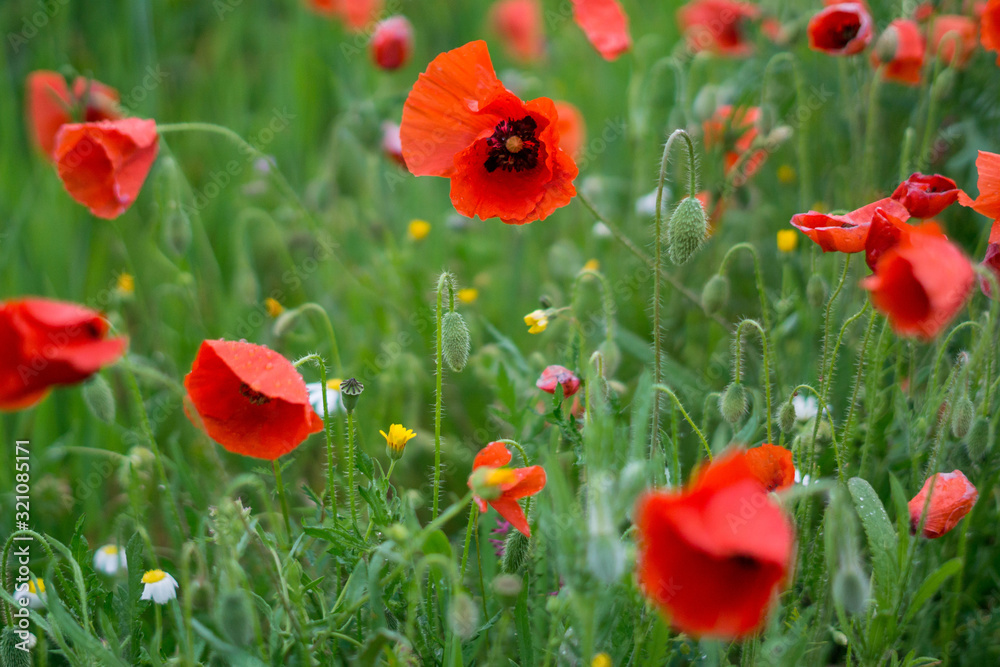 Fototapeta premium field of poppies