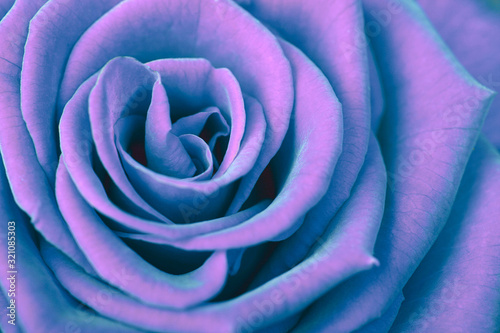 Violet Rose. Saturation color.