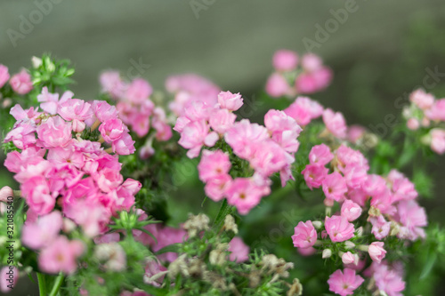 Tiny pink delicate flowers Phlox is blooming in the garden. Blurred macro. Summer or spring concept.