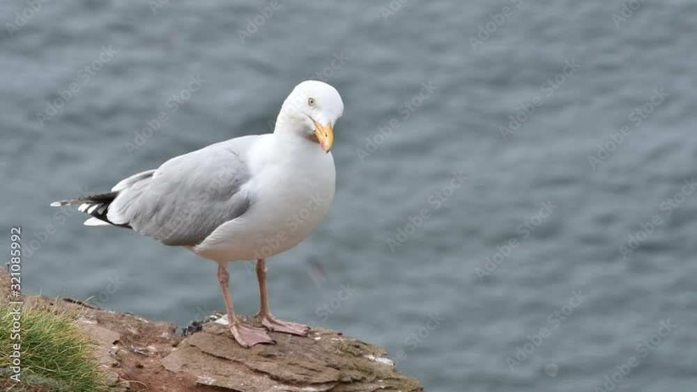 European herring gull (Larus argentatus) on rock of cliff top in spring, Scotland, UK European herring gull (Larus argentatus) on rock of cliff top in spring, Scotland, UK