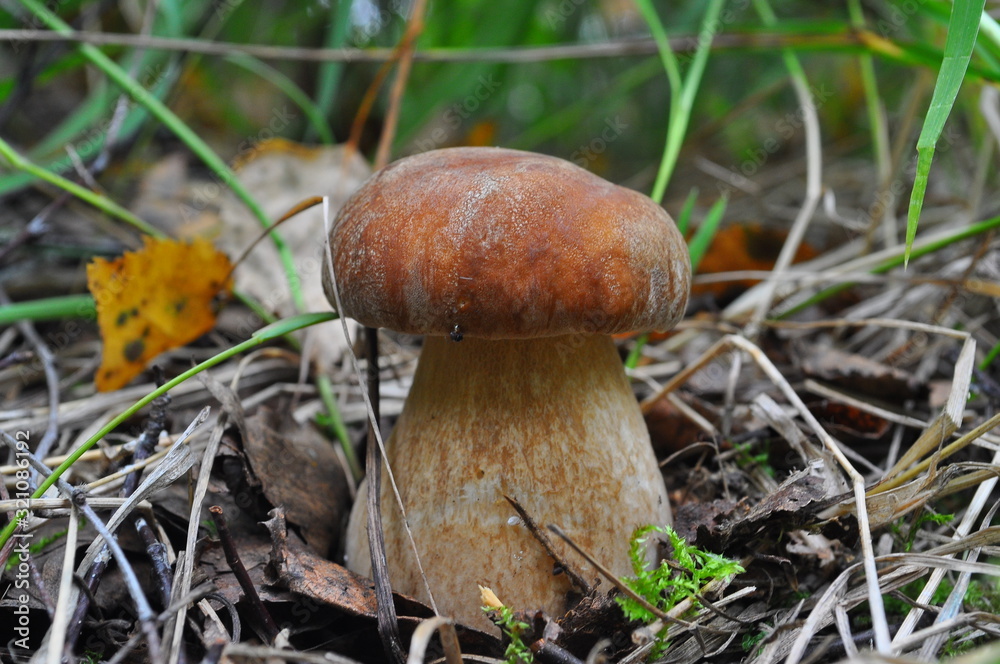 mushroom in the forest mushroom in the forest
