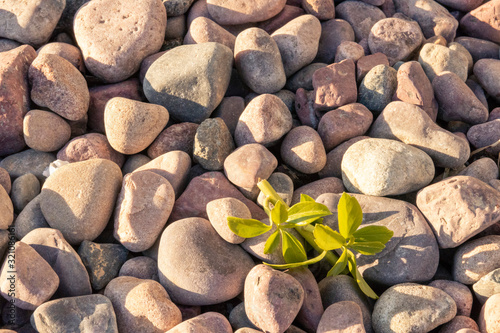 Green plant on round stones closeup