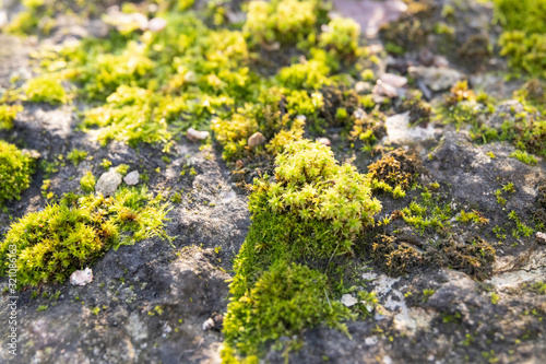 Green moss on a ston on a sunny day