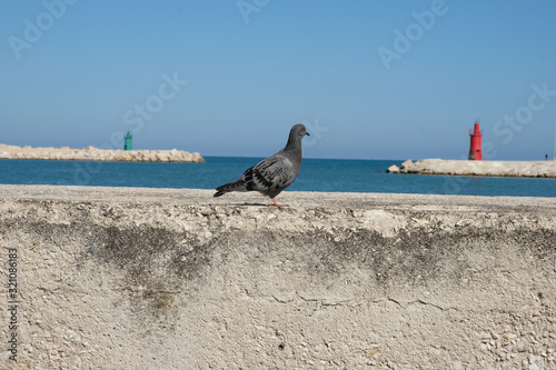 dove pigeon, Italy