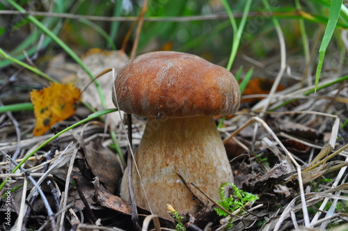 mushroom in the forest