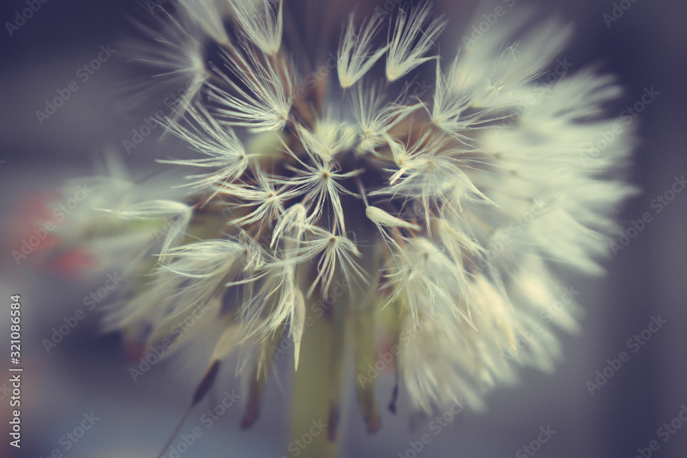 Fototapeta premium soft dandelion