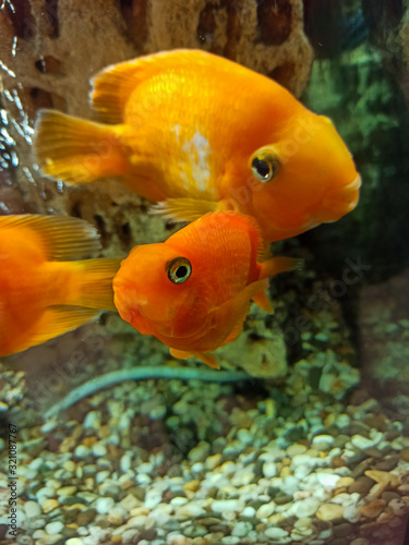 color aquarium fish in water
