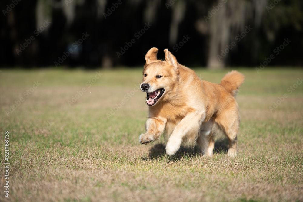 Beautiful dog golden retriever running in a field on sunny day Beautiful dog golden retriever running in a field on sunny day