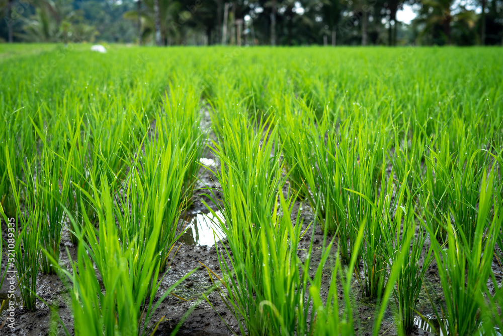 Beautiful rice terrace in Ubud, Bali, Indonesia Beautiful rice terrace in Ubud, Bali, Indonesia