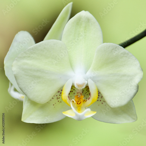 Yellow phalaenopsis orchid. Close up in Anchieta, State of Espirito Santo, Brazil.