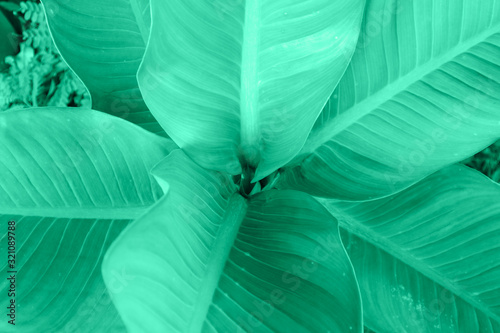 closeup of green leaf