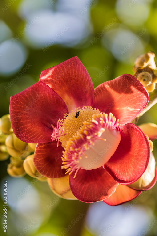 Cannonball tree / Couroupita / Red Lauan. It is a deciduous tree in the family Lecythidaceae Cannonball tree / Couroupita / Red Lauan. It is a deciduous tree in the family Lecythidaceae