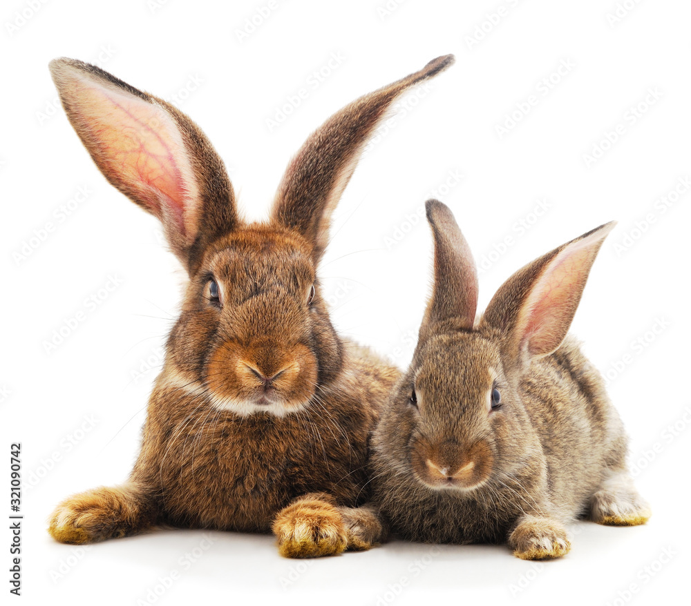 Obraz premium Two little rabbits.