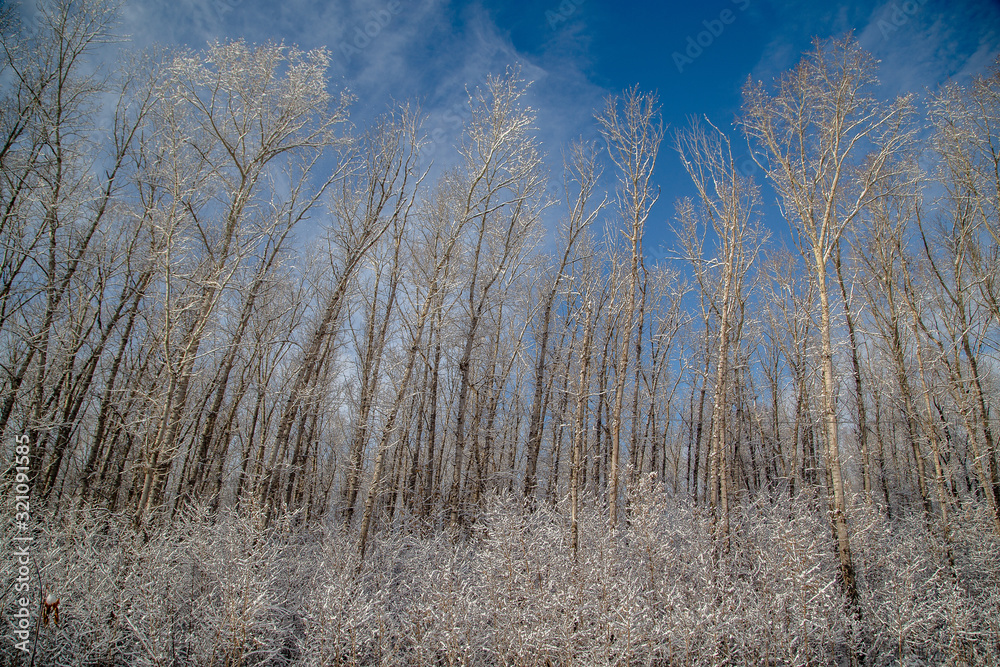 winter forest landscape trees and bushes stand in the snow winter forest landscape trees and bushes stand in the snow