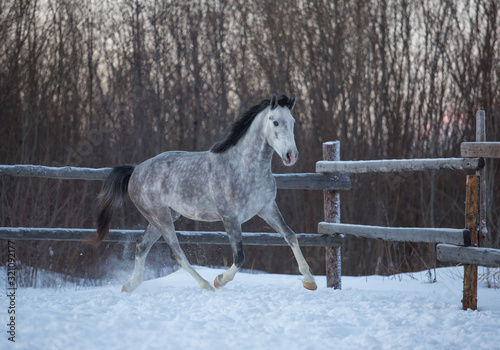 Gray stallion plays in the snow