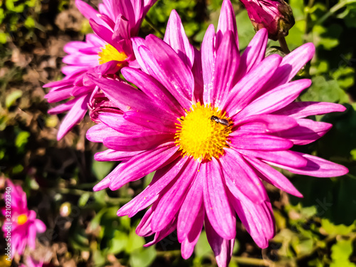 Pink color flower on the bees and green background.