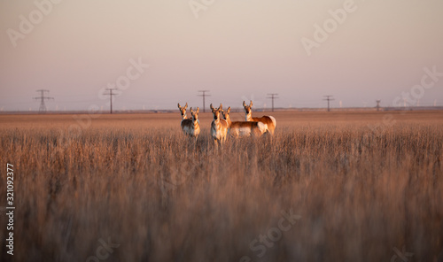 Pronghorn Herd on a sorghum field in a Wind Turbine park