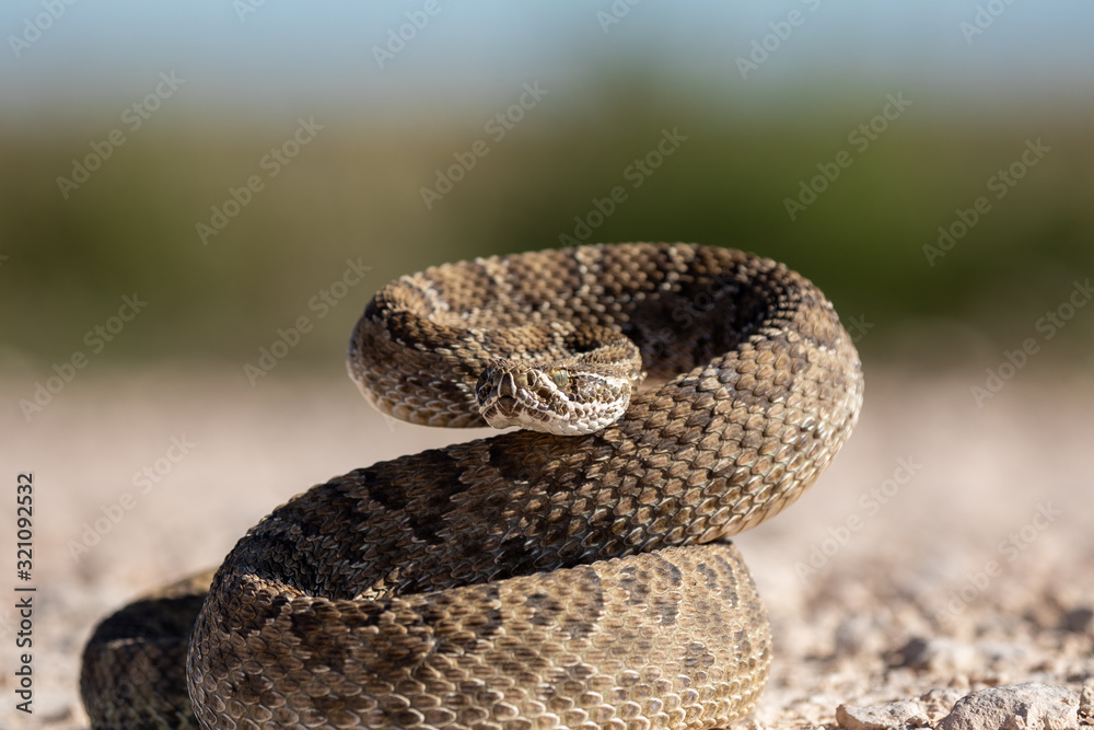 Obraz premium Texas rattlesnake curled up ready to attack