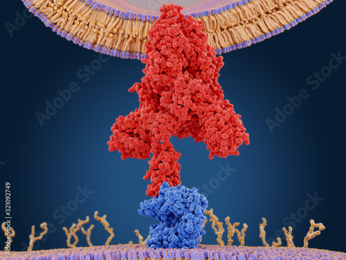 The coronavirus spike protein (red) mediates the virus entry into host cells. It binds to the angiotensin converting enzyme 2 (blue) and fuses viral and host membranes. PDB entry 6cs2.  photo