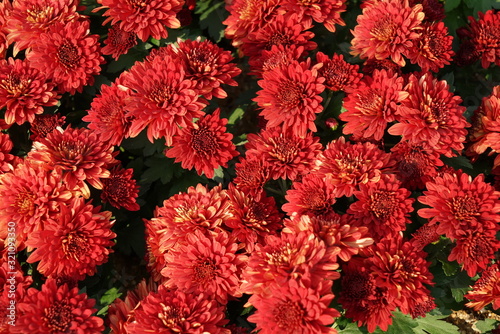 Red hots garden mum spray mum chrysanthemum red mum