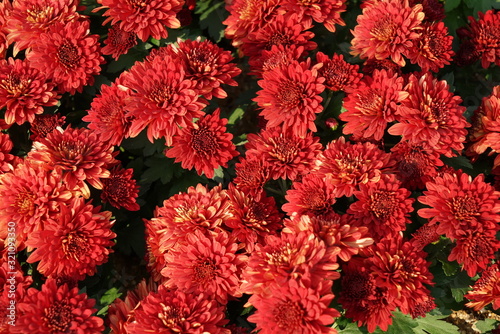 Red hots garden mum/spray mum/chrysanthemum/red mum photo