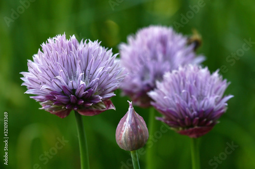 On the ends of long runaways the onions have flowers with a considerable quantity of violet petals.