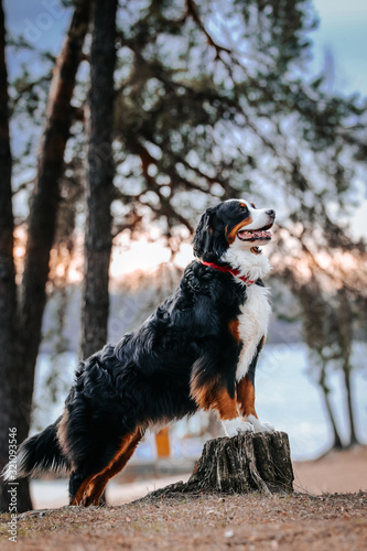 Crazy bernese mountain dog outside in action. 