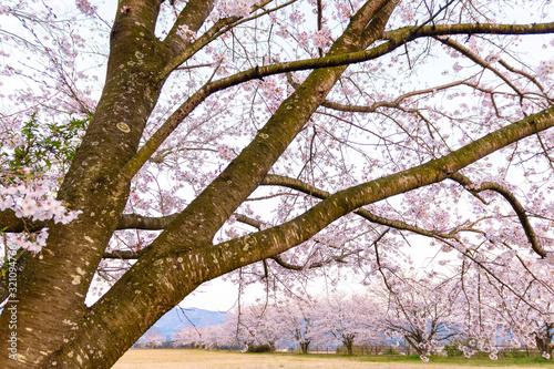 春の季節 大樹　　揺るぎない心のイメージ 　　最高に美しい桜満開 心に秘めている　花咲くイメージ 　日本　Spring season Taiki: An image of a solid heart The most beautiful cherry blossoms in full bloom The flower blooming image hidden in my heart 　Japan photo