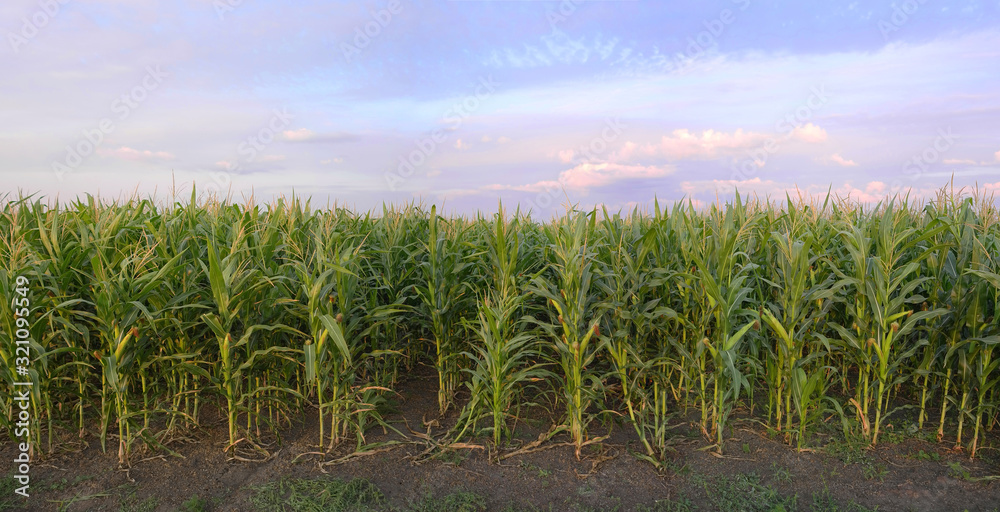 Corn field panorama big size. Harvesting, countryside copy space.