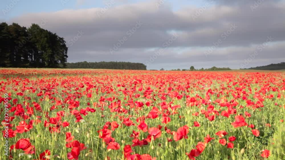 Massive red poppy field in spring in the UK Massive red poppy field in spring in the UK