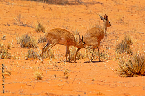 Pre-mating male steenbok sniffing female urine photo