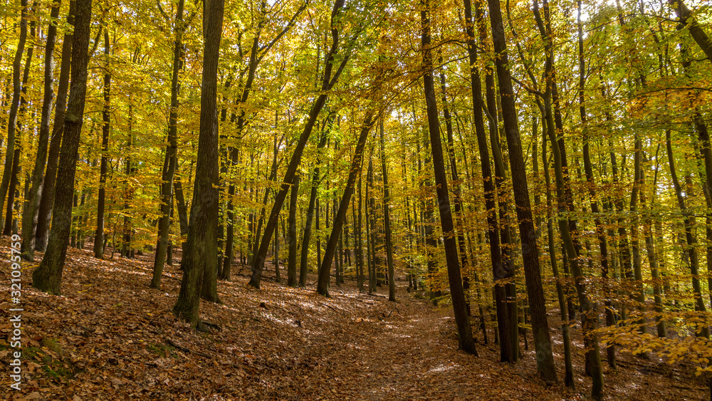 Fototapeta premium Herbst