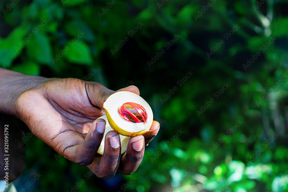 African person's hand holding an exotic nut on tropical summer background.