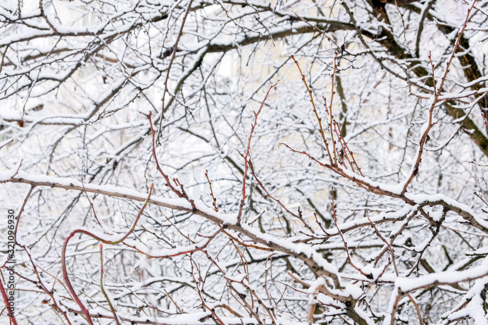 Winter background of branches