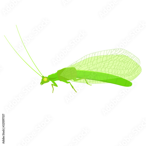 Lacewing flat vector illustration on white transparent background. Useful insect for organic farming.