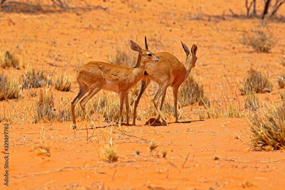 Pre-mating behaviour two steenbok antelope Pre-mating behaviour two steenbok antelope