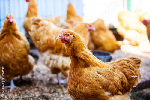 chicken and rooster on a farm