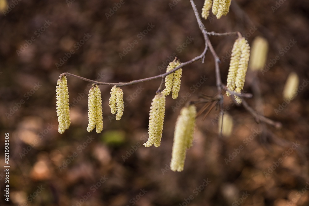 Fototapeta premium branch with hazelnut pollen