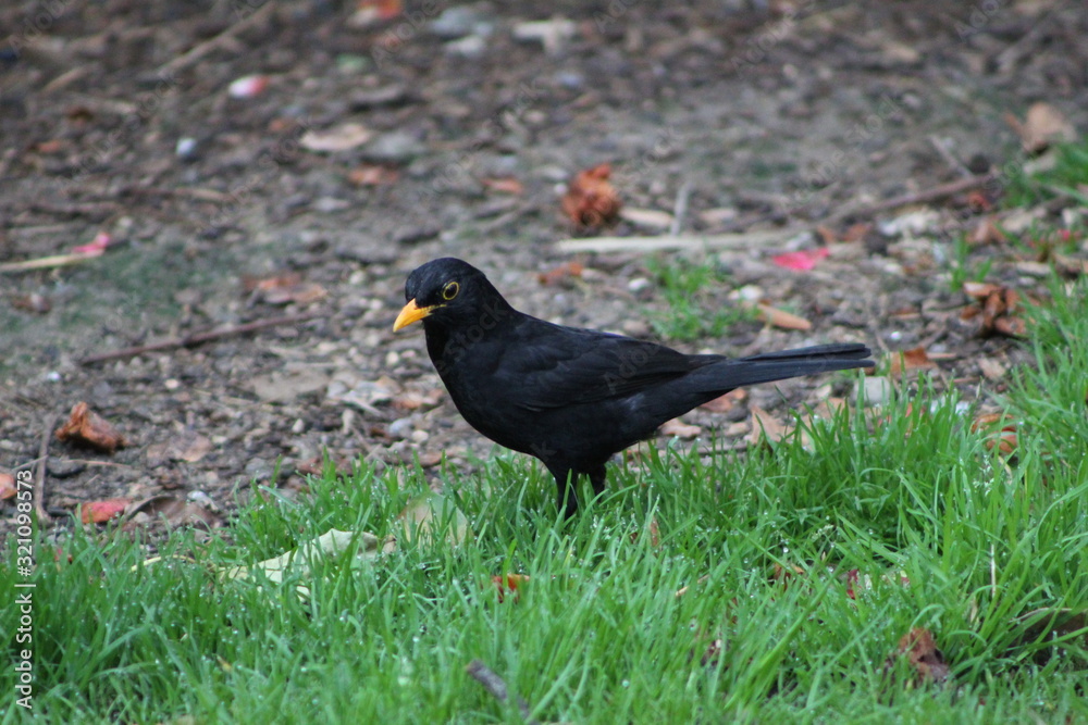 blackbird in the grass blackbird in the grass