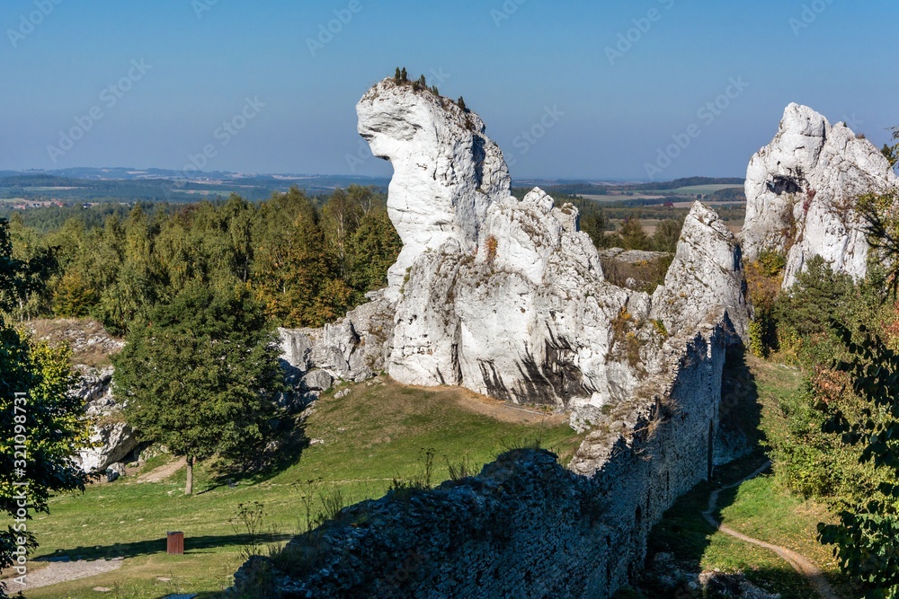 wielbłąd Jura