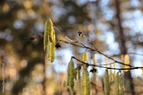 branch with hazelnut pollen