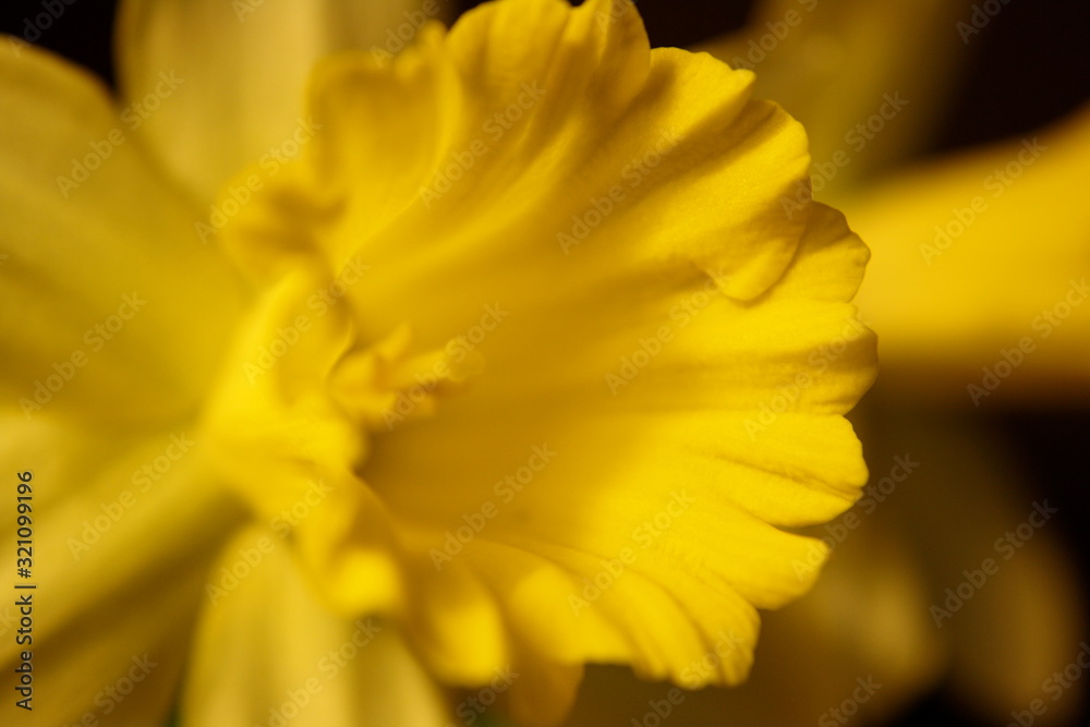 Fototapeta premium Daffodil