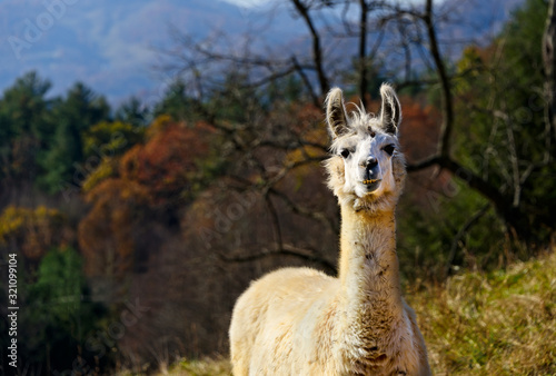 Curious Adult Alpaca in a pasture