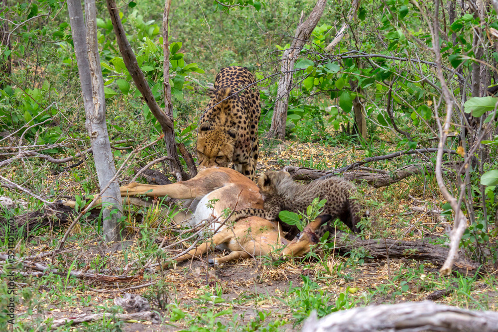 Obraz premium Gepard