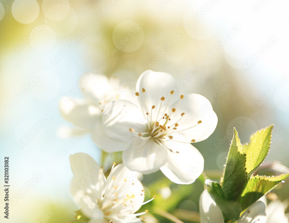 Fototapeta Beautiful cherry tree on sunny day. Amazing spring blossom