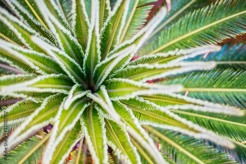 Overhead of a green plant